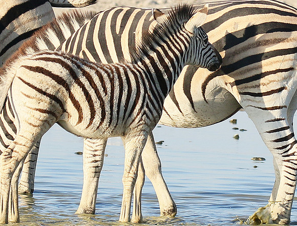 Makgadikgadi