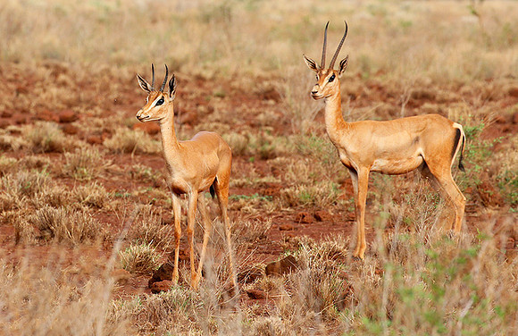 Meru NP