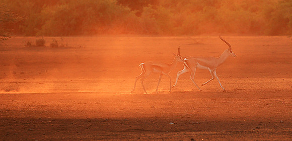 South Rift Valley - sunset in the dust