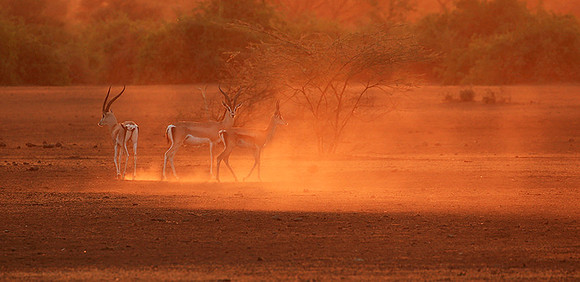 South Rift Valley - sunset in the dust
