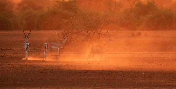 South Rift Valley - sunset in the dust