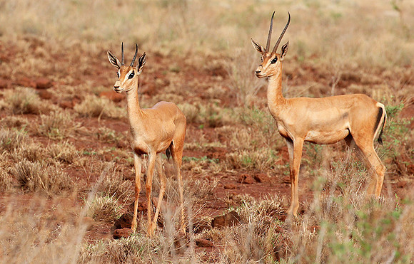 Meru NP