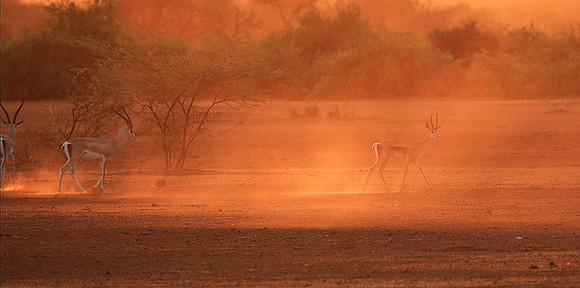 South Rift Valley - sunset in the dust