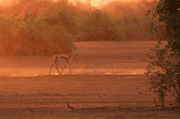 South Rift Valley - sunset in the dust