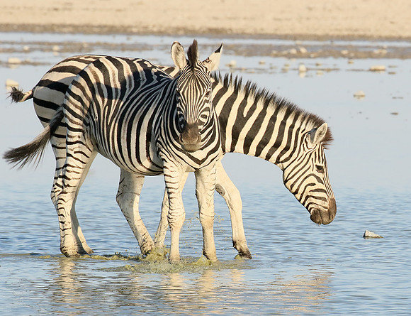 Makgadikgadi