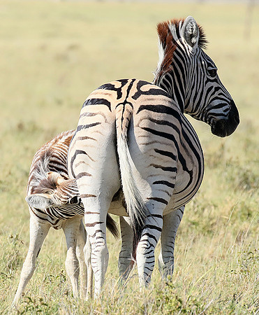 Makgadikgadi