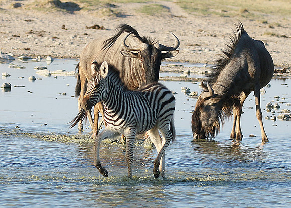 Makgadikgadi