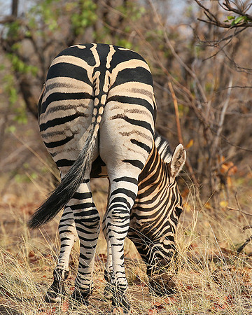Zebra at Mashatu game reserve
