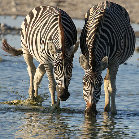 Makgadikgadi