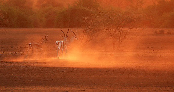 South Rift Valley - sunset in the dust