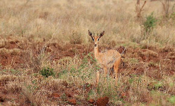 Meru NP