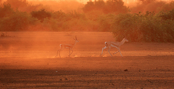 South Rift Valley - sunset in the dust