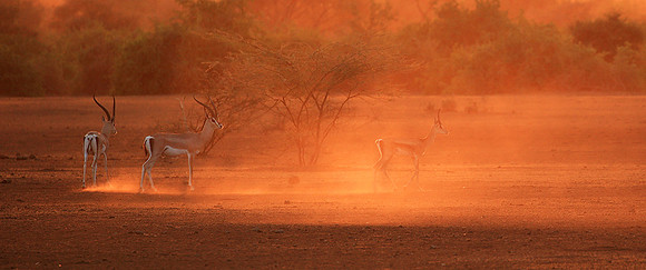 South Rift Valley - sunset in the dust