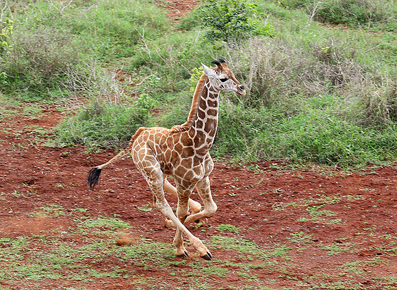 Nairobi NP