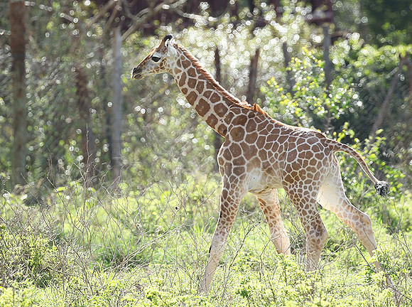 Nairobi NP