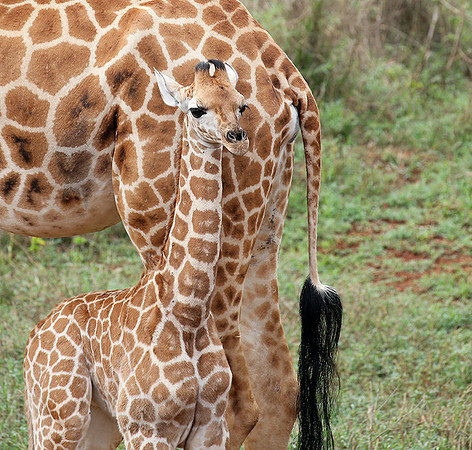 Nairobi NP
