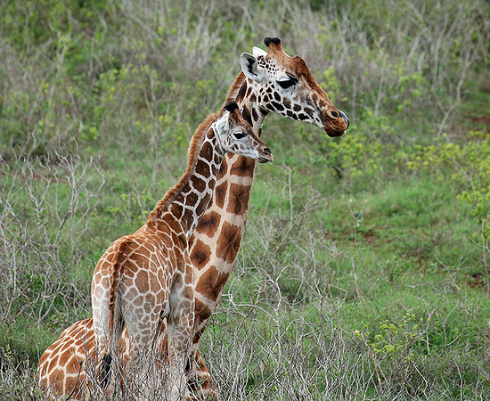 Nairobi NP