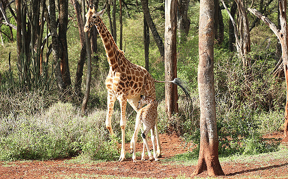 Nairobi NP