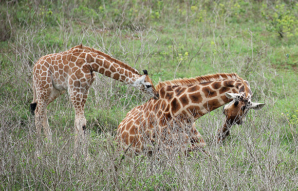 Nairobi NP