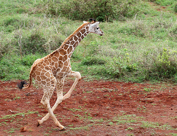 Nairobi NP