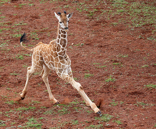 Nairobi NP