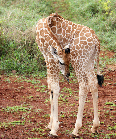 Nairobi NP