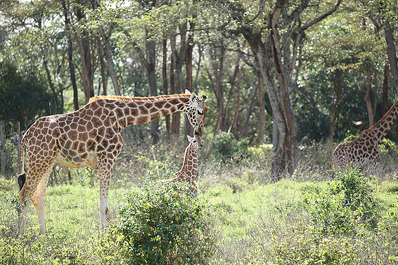 Nairobi NP