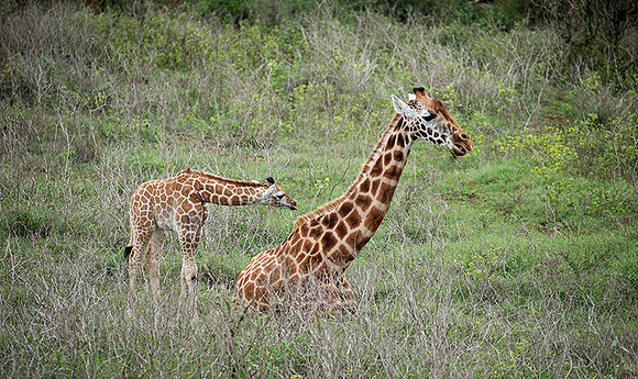 Nairobi NP