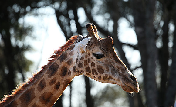 Nairobi NP