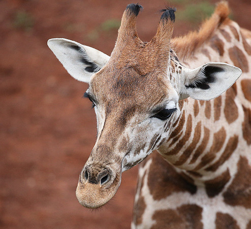 Nairobi NP