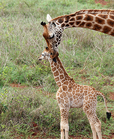 Nairobi NP