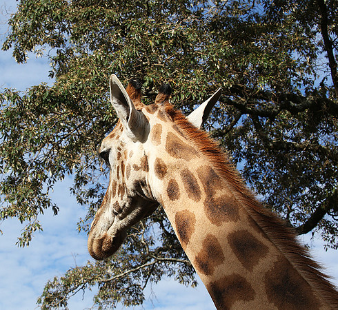 Nairobi NP
