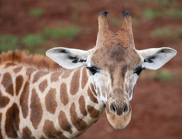 Nairobi NP