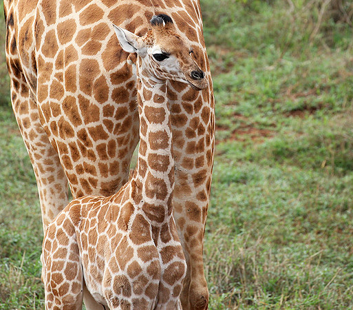 Nairobi NP