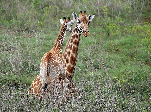 Nairobi NP