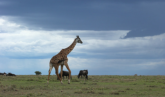Masaï Mara NP