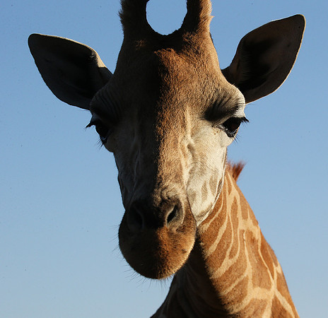 Nairobi NP