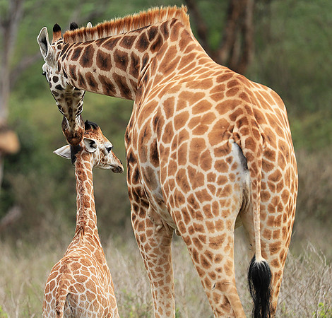 Nairobi NP