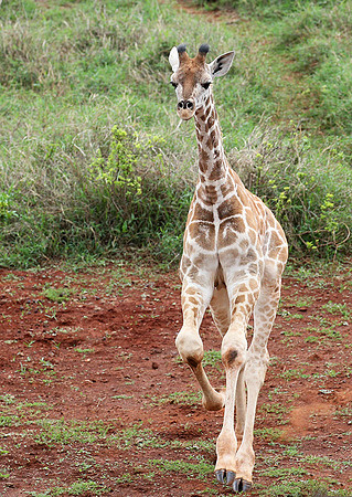 Nairobi NP