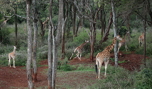 Nairobi NP