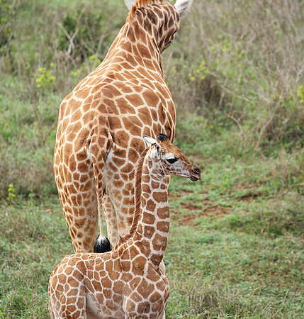 Nairobi NP