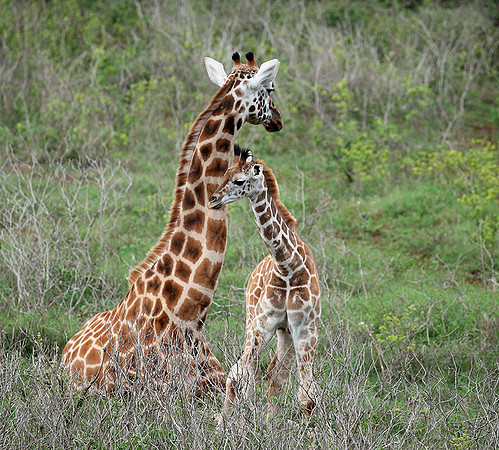Nairobi NP