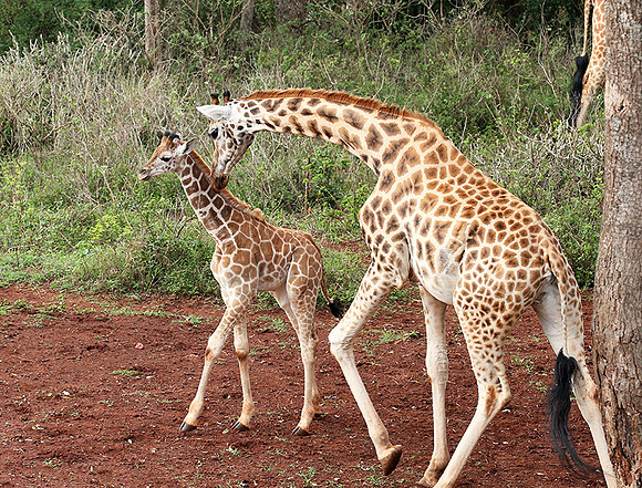 Nairobi NP