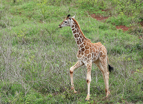 Nairobi NP