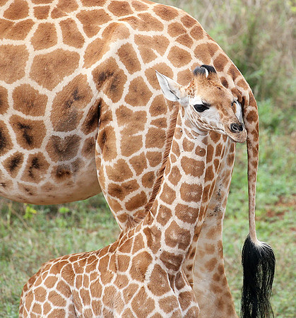 Nairobi NP