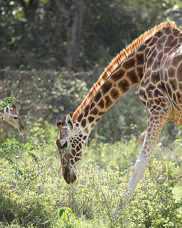 Nairobi NP