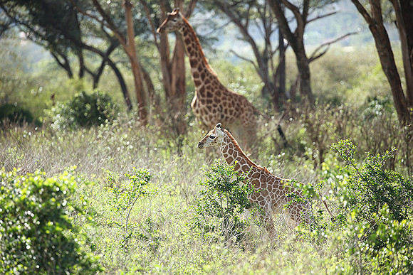 Nairobi NP