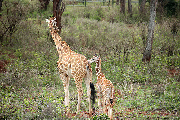 Nairobi NP