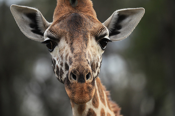 Nairobi NP