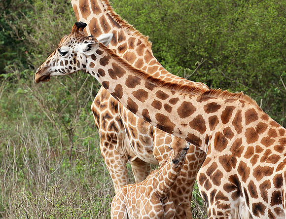 Nairobi NP